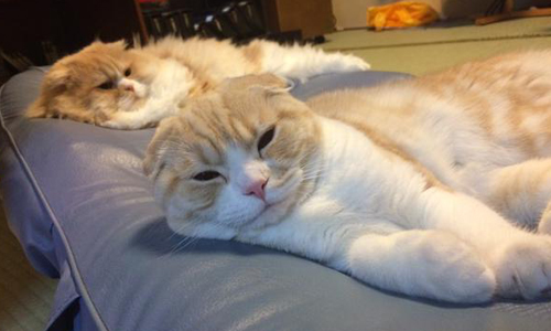 你的椅子就是我的領土！惡霸貓狗霸佔椅子的超爆笑反應 可愛、貓、狗、犬、喵