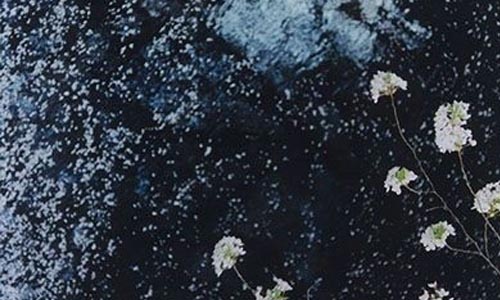 [友站新聞] 蜷川實花：透過指尖，傳達內心的情感 VOGUE、櫻花、櫻、PLANT A TREE、東京原美術館、self portraits