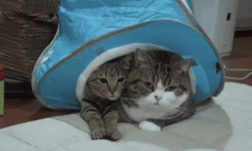 原來不只賣萌貪睡而已！紙箱貓Maru的秘密才華終於曝光了 紙箱控、Maru、貪睡、紙箱、貓