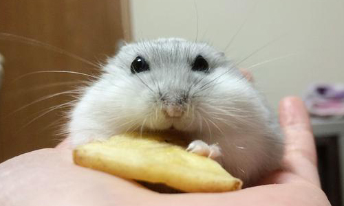 邊吃邊癱軟在你手中！軟萌萌倉鼠只融你心不融你手 萌、倉鼠、萌鼠、動物、食物