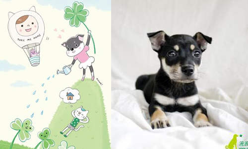 妞專訪：「給牠們一個重新被愛的機會」 kowei用幸運草畫出流浪動物的期盼 Take Me Home、kowei、流浪動物花園、插畫家、愛心