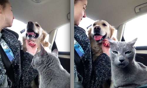 你說不出口的牠們幫你說！18張照片證明貓咪也懂人類的OS 貓咪、貓、喵星人、OS、中肯