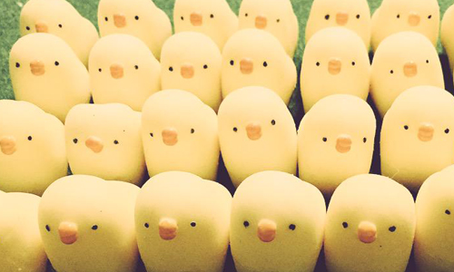 「為什麼黏著我的屁屁不放？」圓胖胖動物團子公仔療癒登場 雞、胖雞、小雞、公仔、可愛、療癒、甜點、日本、推特
