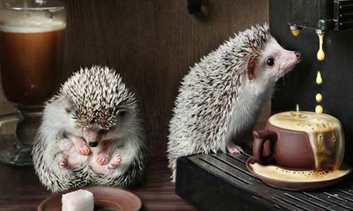 「你會來我們的咖啡廳嗎？」刺蝟夫婦甜蜜生活意圖閃瞎你眼 Elena Eremina、刺蝟、夫婦、可愛、豪奢