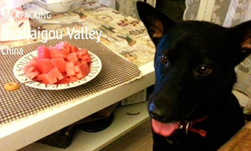 險遭歹徒強暴！流浪狗英勇救主展開溫馨奇緣 忠犬、主人、米克斯傳奇、米克斯、感人