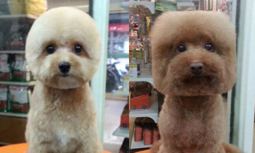 「這樣是要我怎麼見人...？」網友瘋傳超前衛狗狗剪毛造型 寵物、動物、狗、可愛、剪毛、爆笑、方、圓