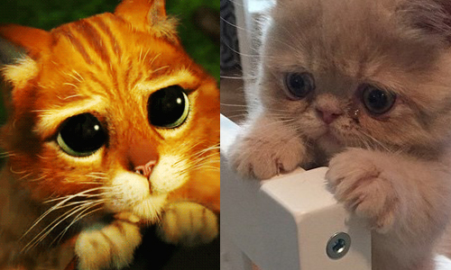 「玩具不是我用壞的...」真實版鞋貓害羞賣萌一樣萌殺你 george2legs、Insatgram、動物、貓、喵星人