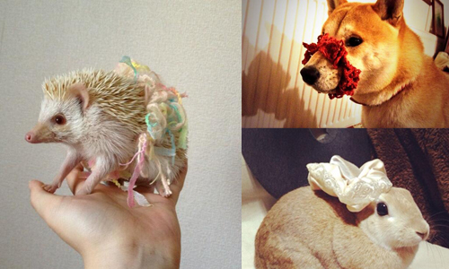 「這是我的新衣服嗎？」日本網友瘋寵物髮圈時尚 髮圈、貓、狗、可愛、療癒、爆笑、蠢、蠢萌、萌