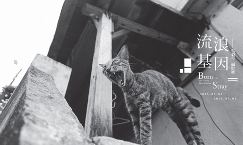 文青就是腳勤：吳毅平眼中的流浪貓咪 展覽、表演、藝文活動、活動、假日