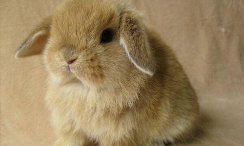 意圖要人抱緊處理！療癒系垂耳胖萌寵大集合 垂耳、兔子、狗、萌、可愛