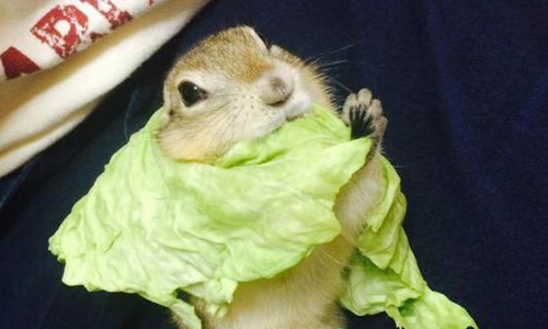 怎麼捨得挾來吃呢？一舉一動都超有戲的高麗菜捲地松鼠 高麗菜、松鼠、地松鼠、萌、動物