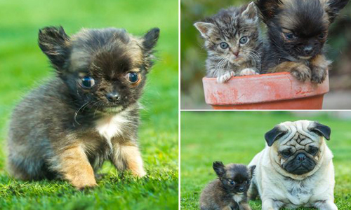 比iPad還要輕！世界最小吉娃娃在英國 狗、小狗、狗狗、犬、吉娃娃