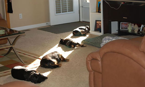 陽光走到哪就跟到哪！小動物取暖花招百出 溫暖、暖心、小動物、貓、狗