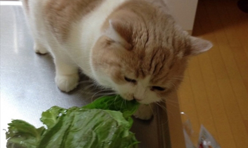 你家貓咪做過這些壞事嗎？喵星人12大惡行意圖讓你又愛又恨 貓、喵星人、偷吃、惡霸、惡作劇