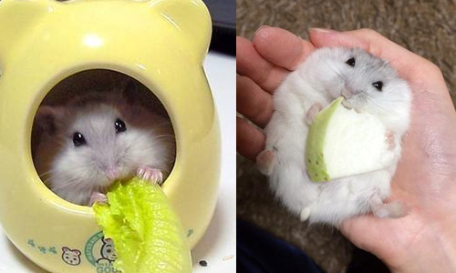 這麼討喜不是沒有原因的！賣萌倉鼠7個技能大公開 瘋狂、倉鼠、鼠、可愛、萌