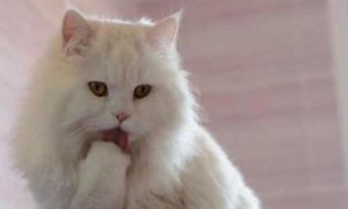 男友總是太木頭？喵星人教你怎麼用性感姿勢暗示他 貓、喵星人、可愛、萌、性感、姿勢、坐姿、動物、男友、交往、木頭、暗示