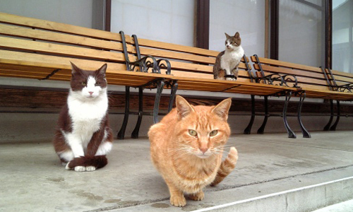 你的香油錢就是牠的下一餐！日本貓咪天堂「貓寺」 日本、福井縣、越前市、御誕生寺、貓、喵星人、可愛、萌、旅遊、景點