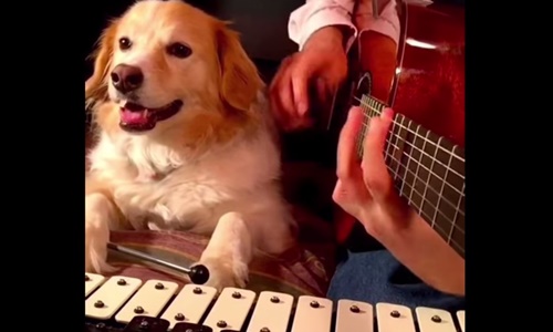 根本狗界進擊的鼓手！節拍超準神伴奏萌犬Maple 狗、鼓手、音樂、樂器、神犬、動物、可愛、萌、主人、伴奏