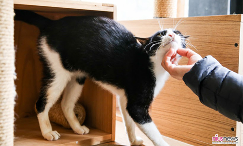 妞專訪：「你有能力改寫牠們命運」辛卡米克笑淚交織的貓奴日記 辛卡米克、貓奴、 Take Me Home、公益、網路插畫家、流浪動物花園、毛小孩、棄養、藝術