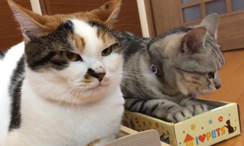 「難道這不是新坐墊嗎？」喵星人的貓抓板錯誤用法 貓抓板、貓、喵星人、坐墊、溫暖