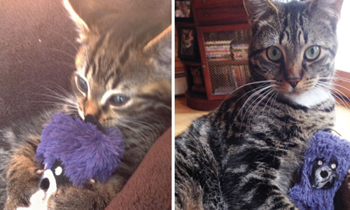 「是你變小了還是我長大了？」毛小孩緊抱玩偶成長紀錄 狗、狗狗、小狗、汪星人、貓