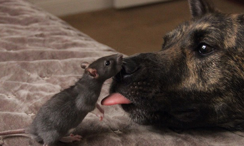 最喜歡跑進朋友的嘴裡幫牠刷牙！狗狗與老鼠的可愛互舔友誼 荷蘭牧羊犬、狗、老鼠、友情、溫柔、溫馨、好友、osirisandriff、Instagram