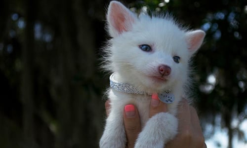 牠不能落單超過2小時 讓人想豢養的超萌小白狐Rylai Rylai、狐狸、小白狐、豢養