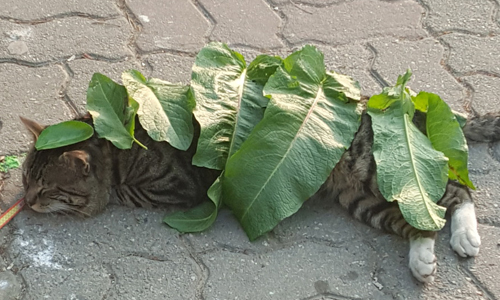 喵星人與小被被的愛恨情仇 只有貓奴知道的幸福煩惱 貓、小貓、喵星人、貓奴、搗蛋