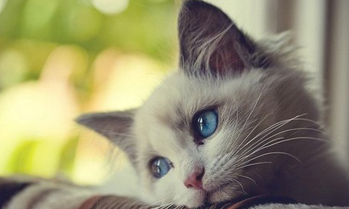 貓奴看完絕對豁然開朗！貓咪們的腦中小劇場原來這樣演  Vondell Swain、  Andrew Bridgman、 How Cats See the World、貓、插圖、漫畫