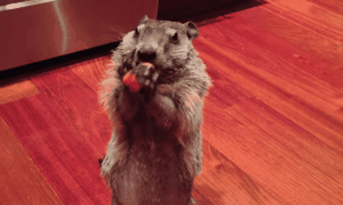 只要有吃的什麼都好談　12張動圖證明土撥鼠根本是吃貨界的霸主 土撥鼠、吃貨、可愛、萌、呆萌