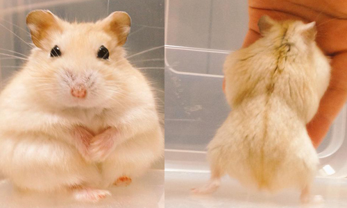 我的才華會讓你嚇一跳！胖倉鼠茶丸的6個好棒棒瞬間 胖鼠、茶丸、才華、棒、寵物