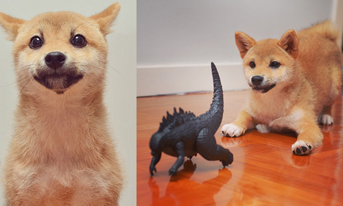 「一直玩一直玩」就是牠的生存之道！超會自得其樂的柴柴Callie shibaplaystoy、Instagram、柴犬、玩具、模型