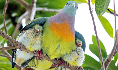 多子多孫多福氣！22張超溫馨動物全家福融化你的心 溫馨、 動物家族、全家福、爸爸、媽媽