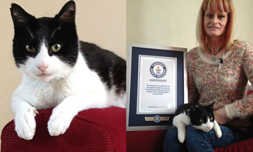 比吹風機還要吵！ 喵星人呼嚕聲破世界紀錄 貓、喵星人、呼吸、金氏世界紀錄、Merlin、英國、purr