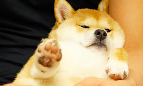 「這才叫做幸福肥！」軟胖麻糬柴犬Mogu的呆萌生活日記 Instagram、the_shiba_mogu、IG、柴犬、柴