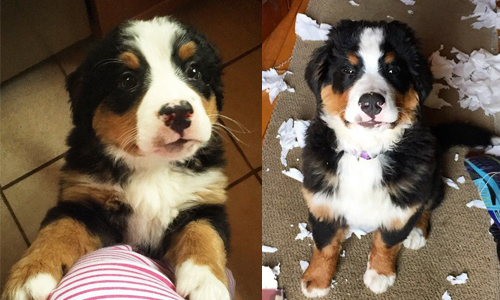 搗亂也要裝可愛？5個伯恩山犬反差萌時刻 伯恩山犬、狗、狗狗、小狗、汪星人