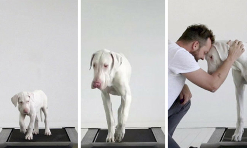 想看見你長大的模樣！90秒影片見證萌犬重獲新生 狗、狗狗、寵物、成長、大丹犬