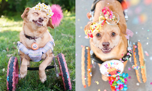 在安樂死的前夕重獲新生！殘疾狗黛西用微笑溫暖你的心 狗狗、狗、、寵物、殘疾、安樂死、收容所、以領養代替購買