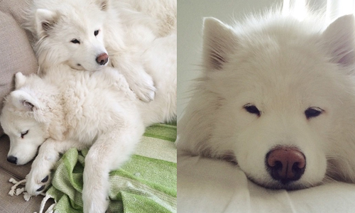 想埋在你們的胸毛裡！超人氣軟萌薩摩耶姊妹—Tinkerbelle & Meeko Tinkerbelle、Meeko、IG、Instagram、tinkandmeek