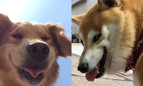 大量醜照流出！日網友發起「23號醜臉日」出賣寵物 動物、寵物、狗、貓、醜