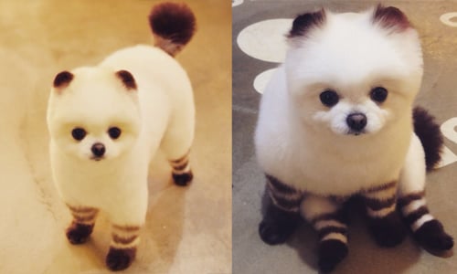 是小浣熊還是小胖狗？韓國現正發燒神秘小萌貨 狗、狗狗、小狗、寵物、動物