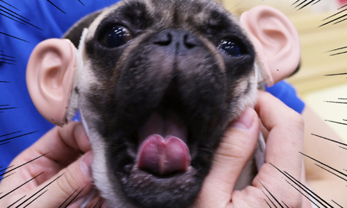 我不想這麼近距離看你！當動物們戴上人耳時…… 招風耳、貓耳娘、貓、狗、萌