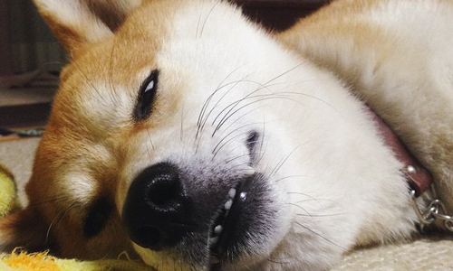 不曉得是實胖還是虛胖？胖柴6大超羞恥特殊技能 Instagram、mitsutama、柴、柴犬、Shiba