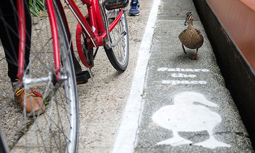 鴨子也有專用道路？英國首創「鴨行道」正式啟用 鴨子、動物、英國、倫敦、萌