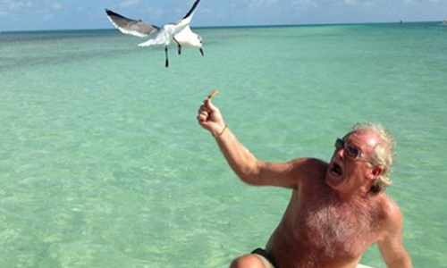 連老伯都不放過！17張圖證明海鷗是最惡名昭彰的小偷 老伯、海鷗、恐怖、攻擊、小偷