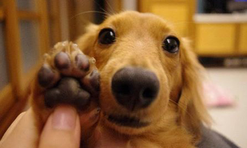 妞專訪：「不摸肚子不讓你進大門！」人氣臘腸小麥來啦 小麥、壁咚臘腸、臘腸狗、吃貨、跟屁蟲、撒嬌、壁咚