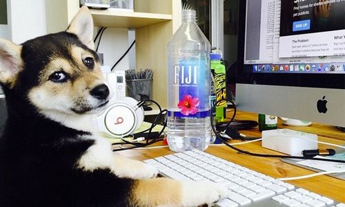 「你的工作不是陪我玩嗎？」11張圖證明帶狗狗上班才是主流！ 狗、狗狗、寵物、萌、可愛、上班、工作、搗蛋、汪星人