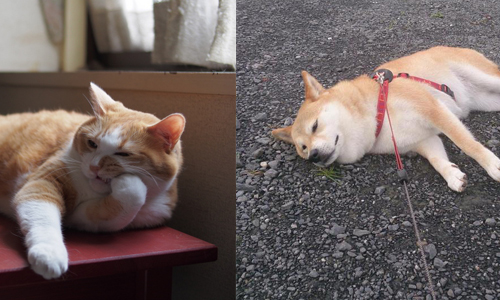 根本就是蛋黃哥無誤！12張照片證明動物根本也有五月病 五月病、病發、可愛、萌、懶散