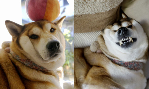 都是主人害我嫁不出去…有多重下巴的肉鬆柴嬤「Kurumi」 寵物、狗、狗狗、柴犬、肥肉