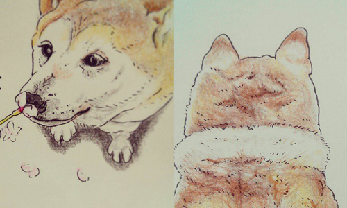 把耳朵藏起來超像海豹寶寶！日本插畫家的柴犬全方位萌點分析 Instagram、nsdikm_hanasora、柴犬、插畫、萌點、可愛、笑壞、療癒、繪畫